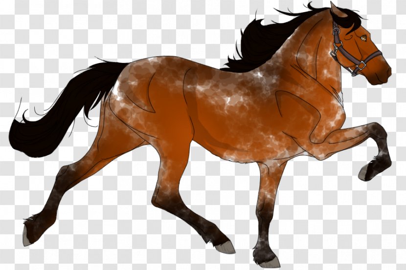 Mustang Appaloosa American Quarter Horse Shire Pony - Icelandic Rescue Transparent PNG