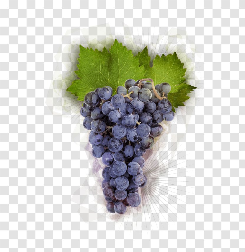 Pinot Noir Grape Burgundy Wine Winemaking Food - Grapevine Family Transparent PNG