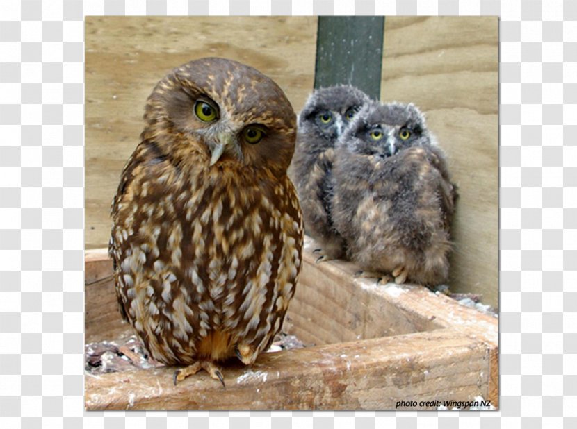 Owl New Zealand Bird Morepork South Island Robin Transparent PNG