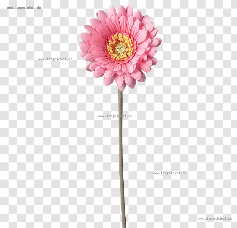 Transvaal Daisy Pink Family Cut Flowers - Plastic - Gerbera Transparent PNG