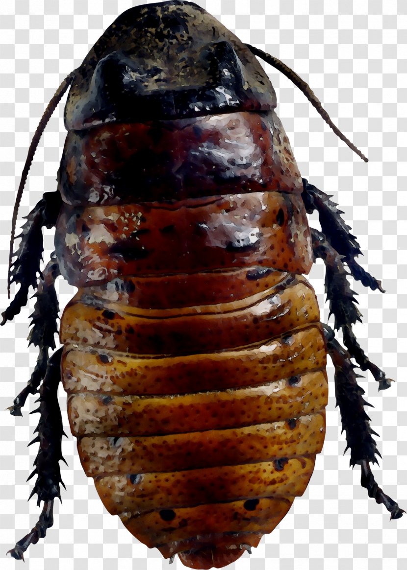 Cockroach Beetle Membrane Scarab Insect - Isopod Transparent PNG