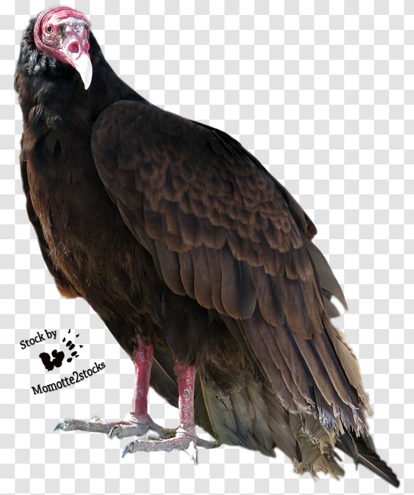 Turkey Vulture Bird Beaky Buzzard Transparent PNG