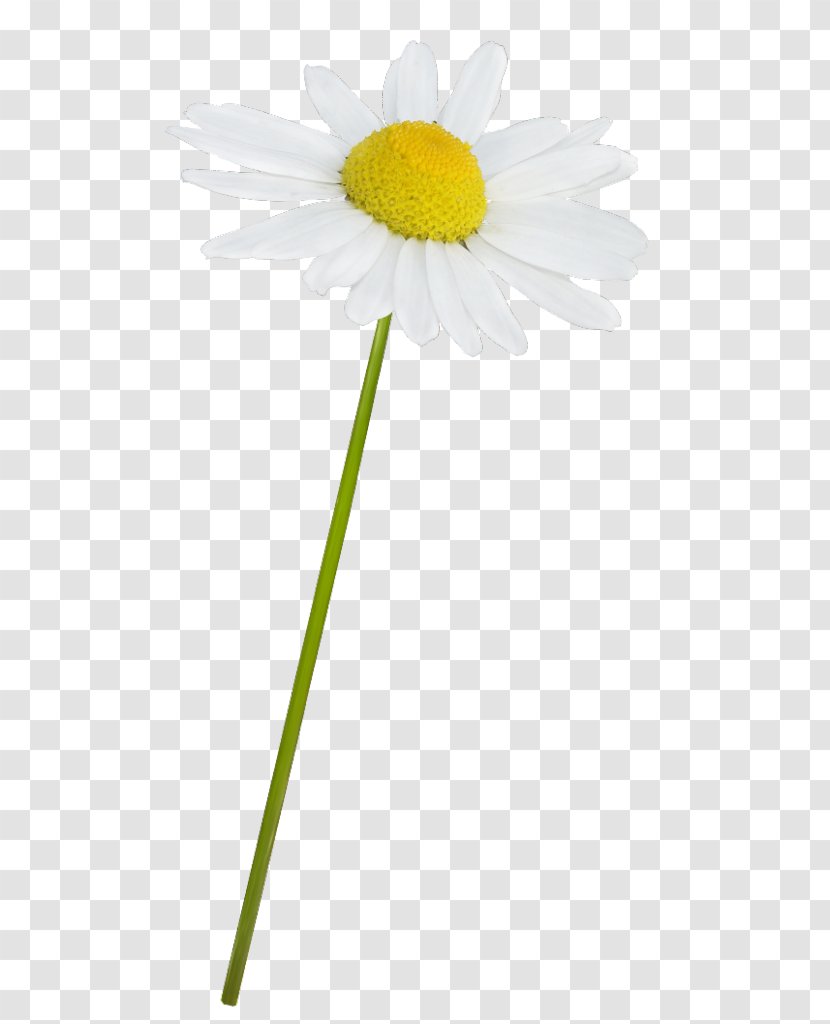 Common Daisy Oxeye Roman Chamomile Mayweed - Yellow Transparent PNG
