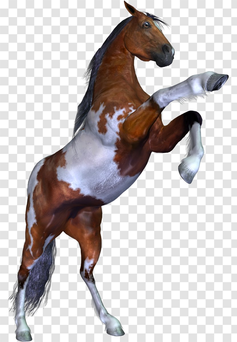 Mustang Stallion Pack Animal Pony - Halter Transparent PNG