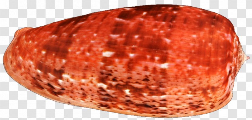 Ventricina - Meat - Seashell Drawing Transparent PNG