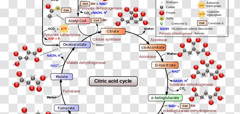 Citric Acid Cycle Cellular Respiration Metabolic Pathway - Dynamic Wave Pattern Transparent PNG