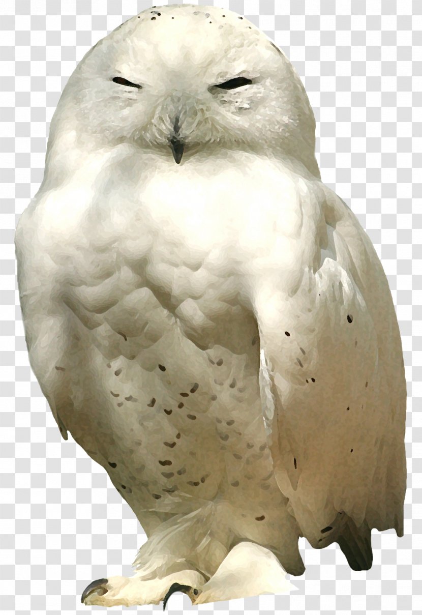 Bird Image Little Owl Centerblog - Of Prey Transparent PNG