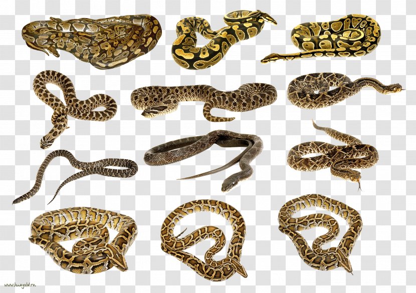 Snake Clip Art - Scaled Reptile Transparent PNG