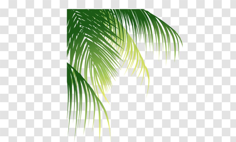 Leaf Arecaceae Euclidean Vector Coconut - Leaves Transparent PNG