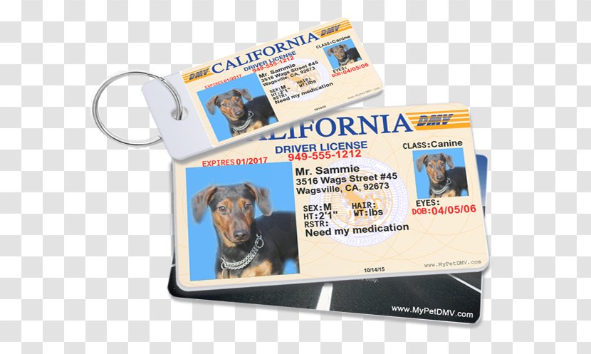 Jack Russell Terrier Cat Pet Tag Service Dog MyPetDMV.com - Leash - Drivers License ID TagsDriving Transparent PNG