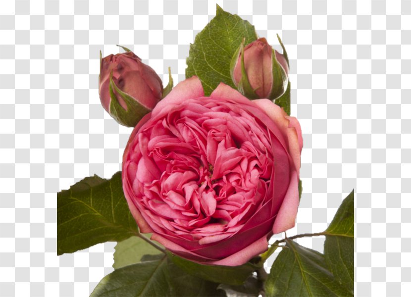 Garden Roses Cabbage Rose Floribunda French Memorial - Flower - Peony Transparent PNG