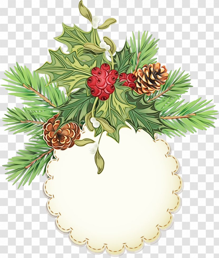 Holly - Plant - Pine Family Branch Transparent PNG