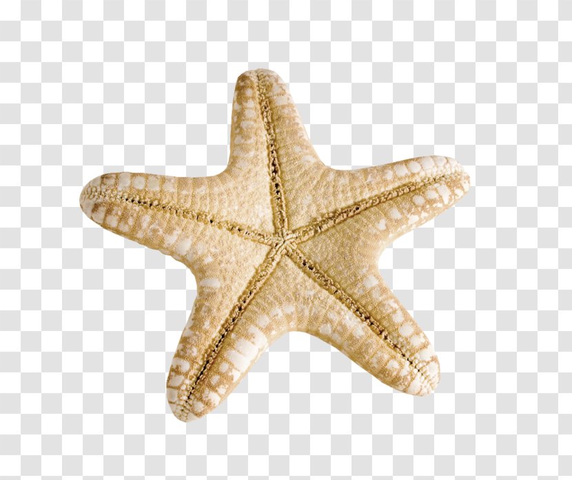 Starfish Seashells Mollusc Shell - Star Transparent PNG