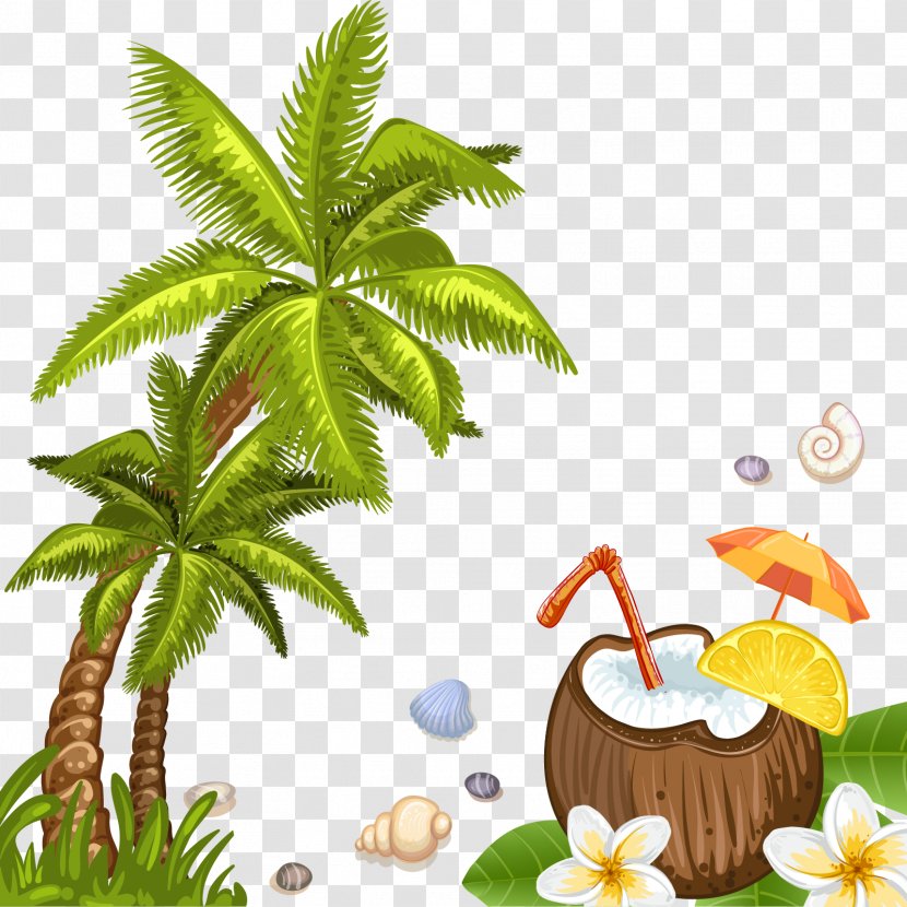 Coconut Water Beach Arecaceae - Arecales - Vector Trees Transparent PNG