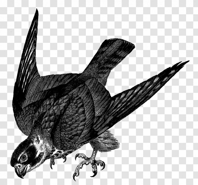 Bird Drawing Falcon Clip Art - Raven - Albatross Transparent PNG