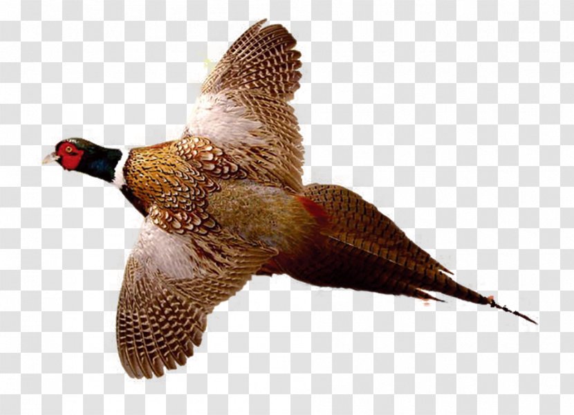 Ring-necked Pheasant Drawing Bird Hunting - Beak - Flying Transparent PNG