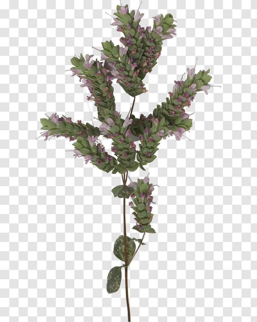 Medicinal Plants ?????? ????? ?????????? ???????? ??? ???? 200ml Dictamnus Albus Hair - Flowerpot - Plant Transparent PNG