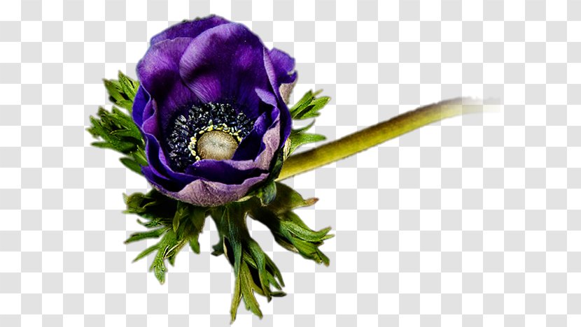 Floral Design Cut Flowers Purple Floristry - Flowerpot - Fond Ecran Transparent PNG