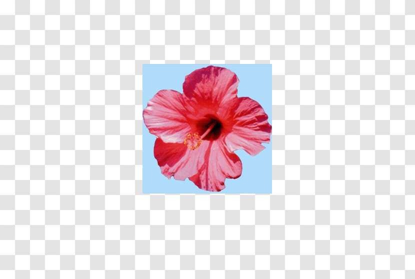 Hibiscus Chinese Cuisine - Plant - China Rose Transparent PNG