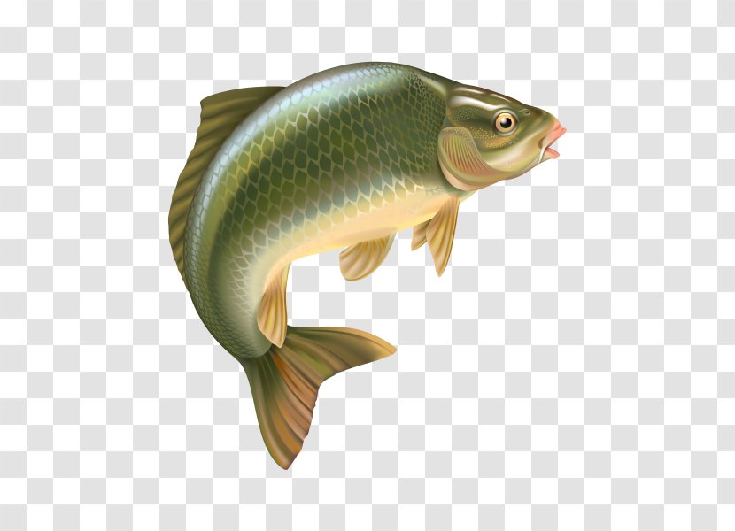 Bass The Carp: Biology And Culture Carp Fishing Common - Tail Transparent PNG