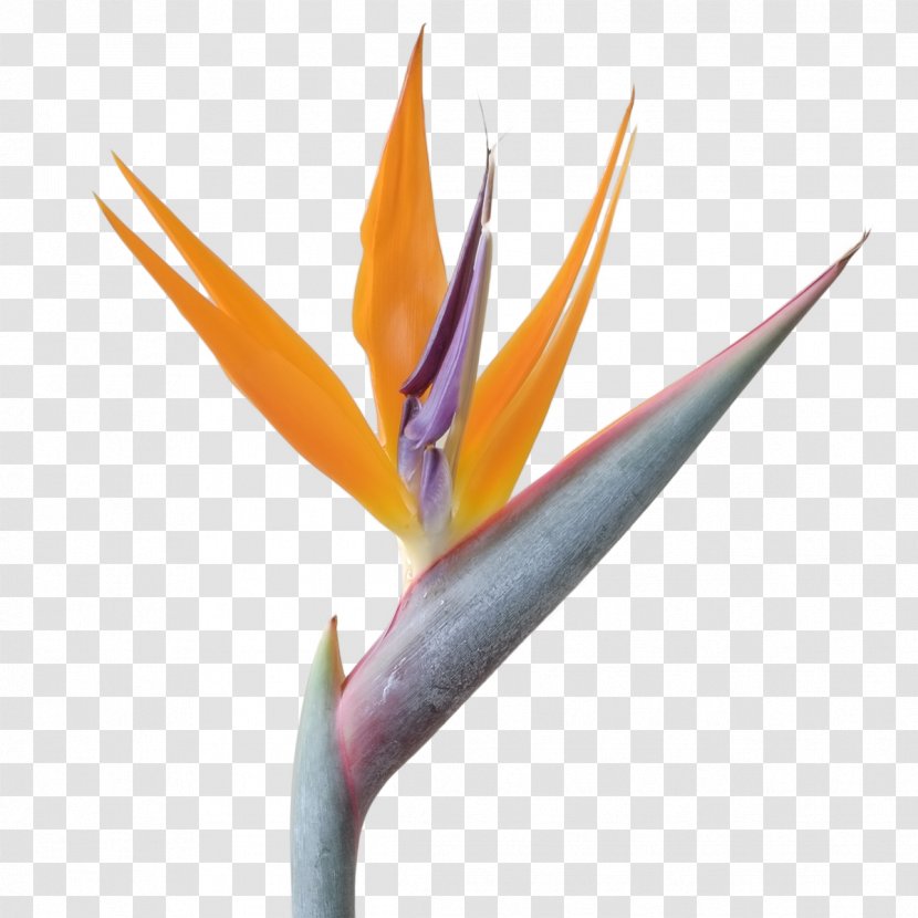 Bird-of-paradise Bird Of Paradise Flower Quarterback - Login - Sunflower Transparent PNG