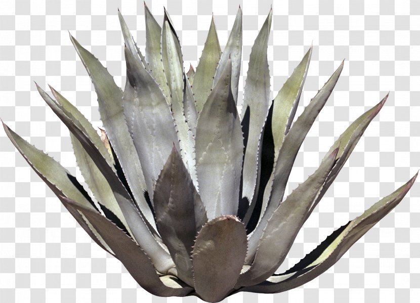 Cactaceae Plant Flower Agave - Thorns Spines And Prickles - Cactus Transparent PNG