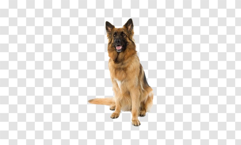 Dog Health Dietary Supplement Pet Veterinarian - Breed - Sitting In The Police Transparent PNG