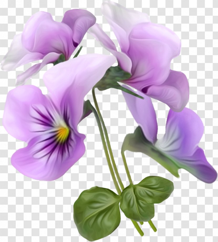Viola Tricolor Flower Clip Art - Software - Beautiful Bouquet Transparent PNG