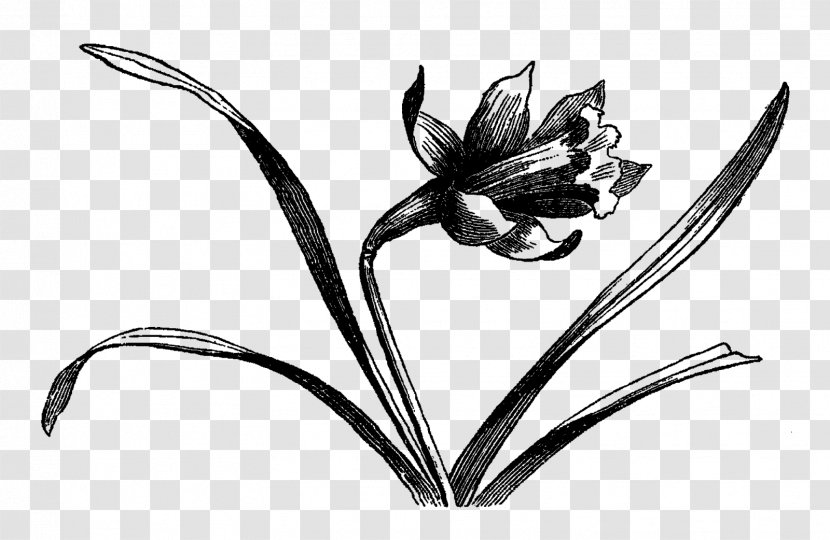 Drawing Line Art - Pollinator - Botanical Flowers Transparent PNG