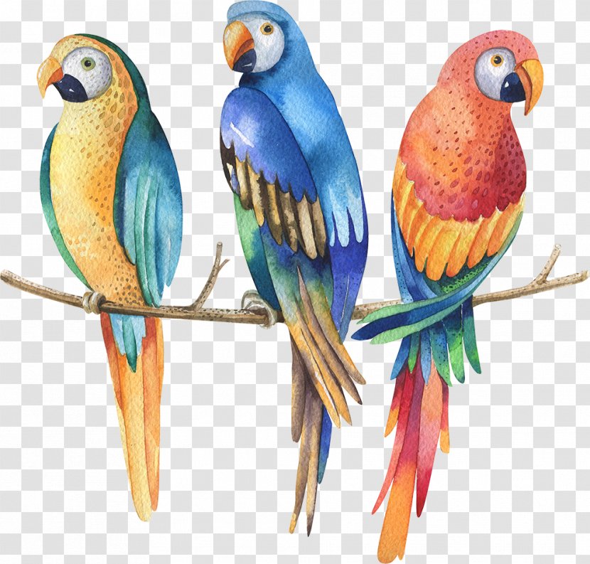 Parrot Watercolor Painting Stock Photography Royalty-free - Feather Transparent PNG