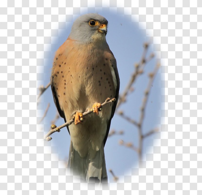 Hawk Falconiformes Lesser Kestrel Buzzard - Beak - Owl Transparent PNG