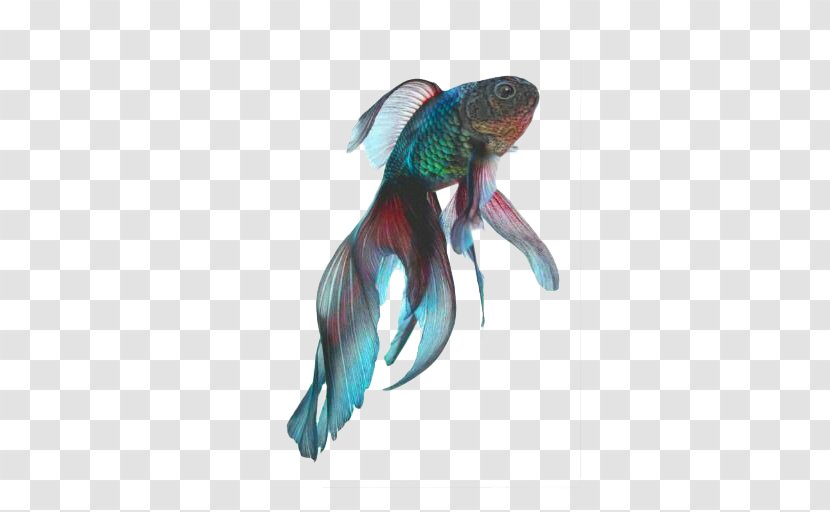 Fantail Black Telescope Koi Siamese Fighting Fish - Color Transparent PNG