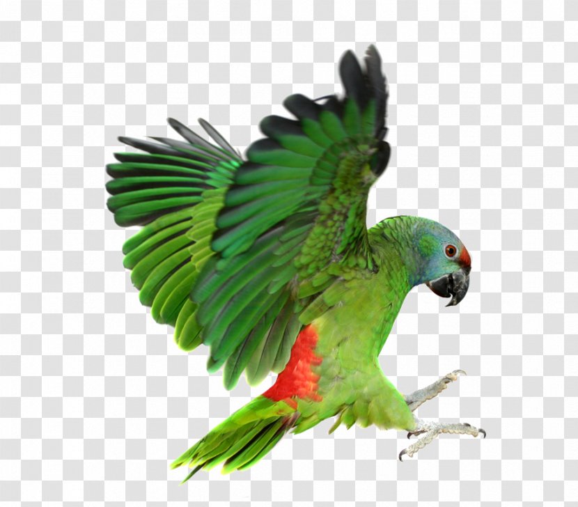 Dictionary Of Veterinary Nursing BSAVA Textbook Amazon.com Exotic Pets Veterinarian - Ebook - Green Parrot Transparent PNG