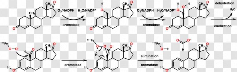 Aromatase Trenbolone Molecule Steroid Oxandrolone - Cartoon - Frame Transparent PNG