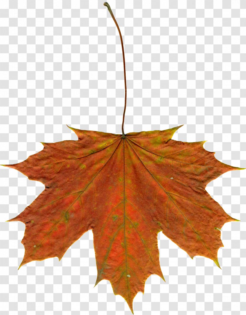 Drawing Autumn Leaf Color Clip Art - Maple Transparent PNG