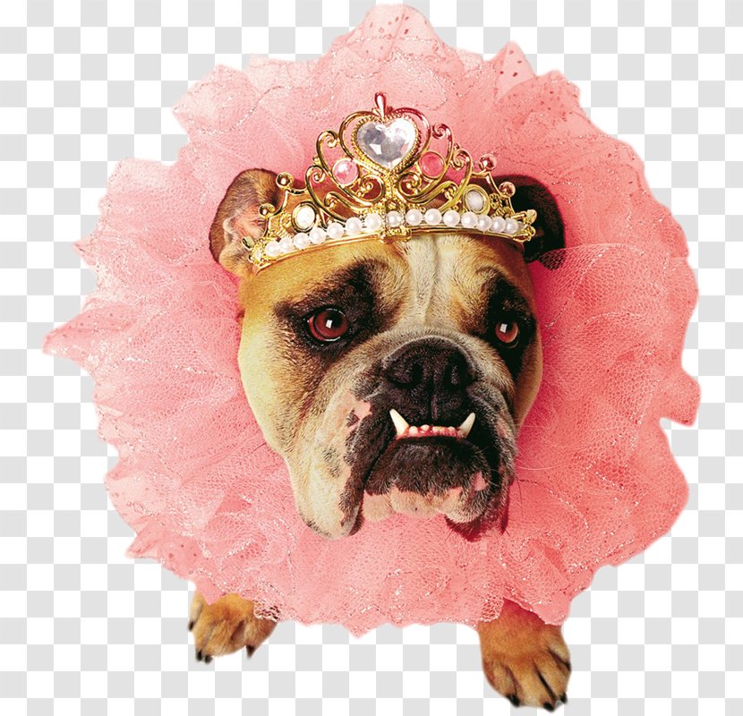 Bulldog Puppy Zelda Queen Pet Costume - Carnivore - Vestidos De Animales Transparent PNG