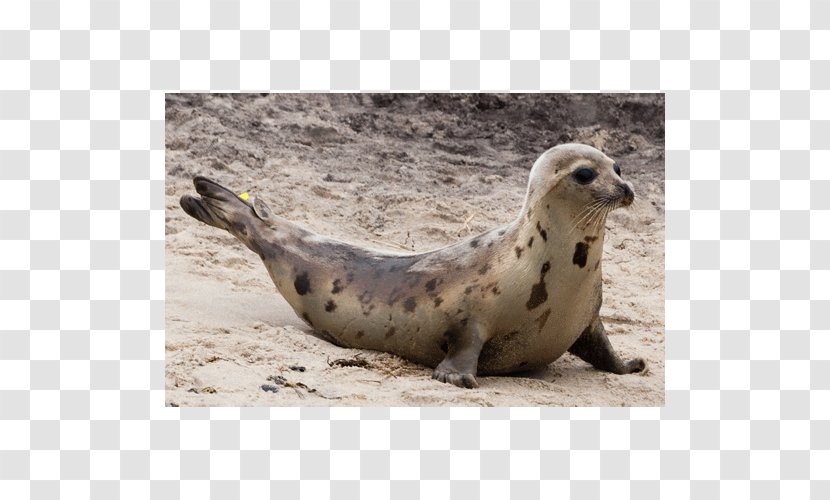 Harbor Seal Sea Lion Pinniped Terrestrial Animal - Wildlife Transparent PNG