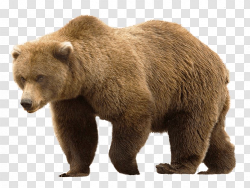 Grizzly Bear - Snout Transparent PNG