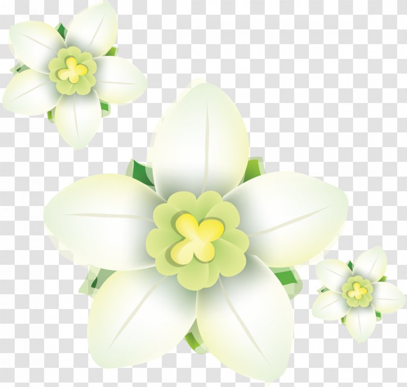 Daffodil Petal Tulip Clip Art - White Transparent PNG