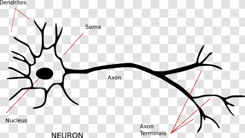 Neuron Nervous System Axon Synapse Soma - Tree - Neurons Transparent PNG