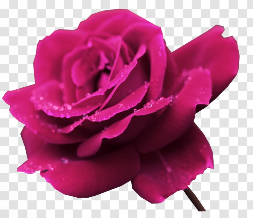 1080p Rose Flower Ultra-high-definition Television - Uxga - I Transparent PNG