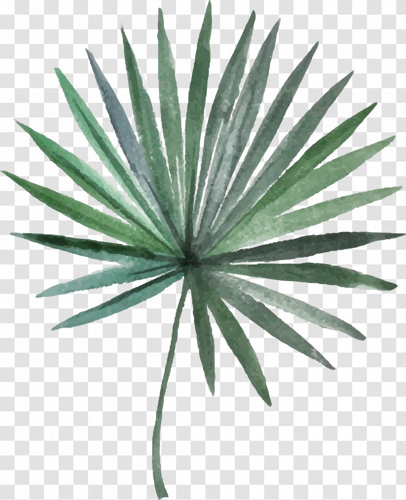 Arecaceae Leaf Photography Illustration - Green Needle Transparent PNG