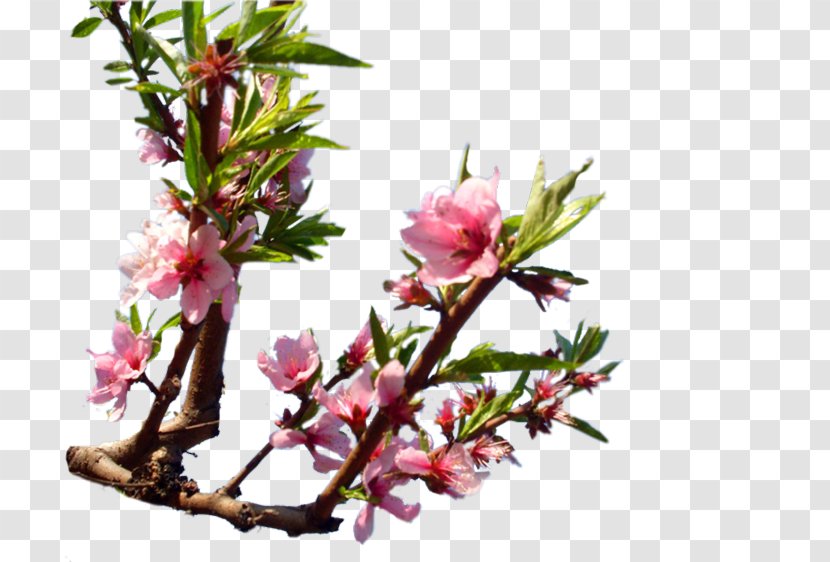 Twig Cherry Blossom ST.AU.150 MIN.V.UNC.NR AD Plant Stem Bud - Flower - Flowering Trees Transparent PNG