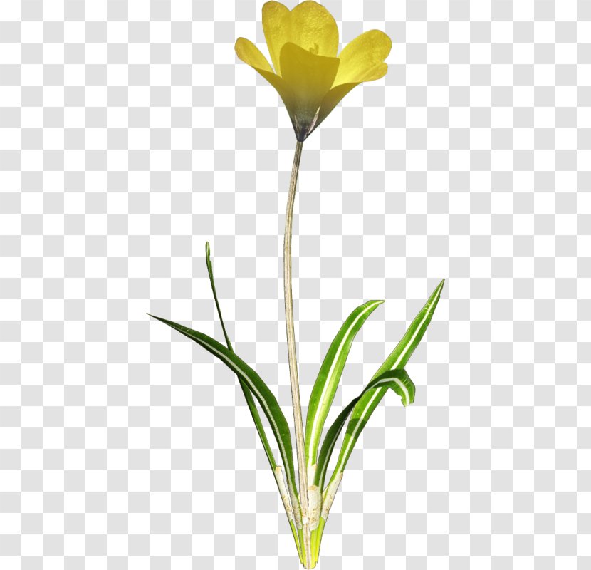 Tulip Clip Art - Flower Transparent PNG