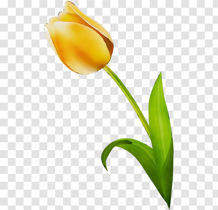 Flower Tulip Plant Yellow Flowering - Watercolor - Pedicel Closeup Transparent PNG