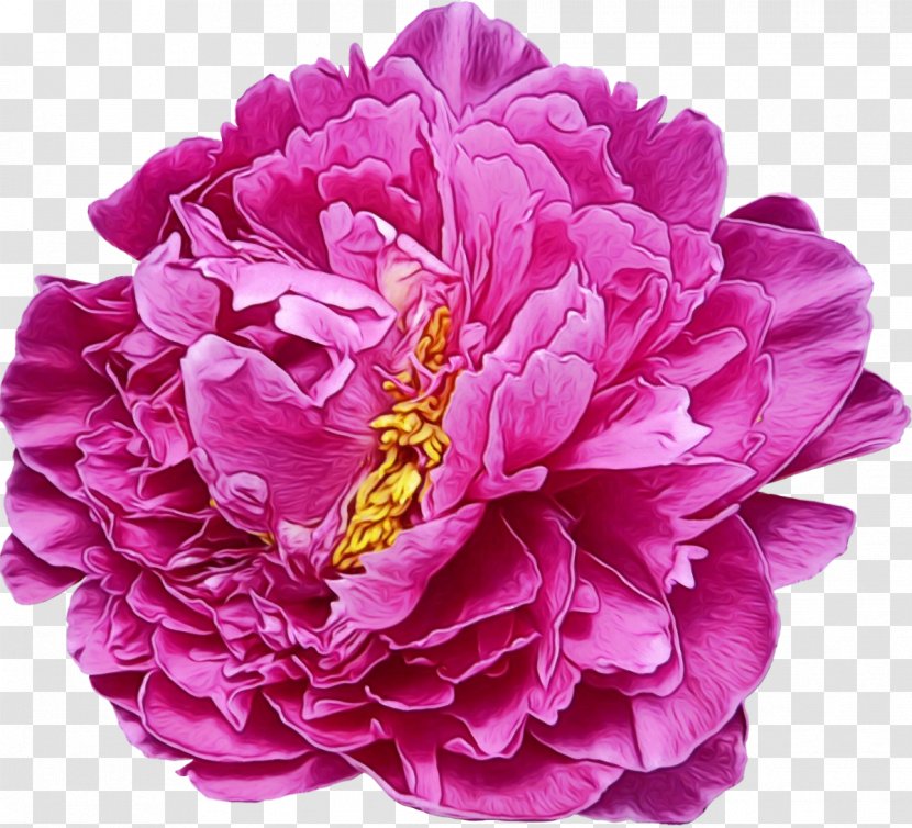 Flower Flowering Plant Petal Pink Common Peony - Chinese Violet Transparent PNG