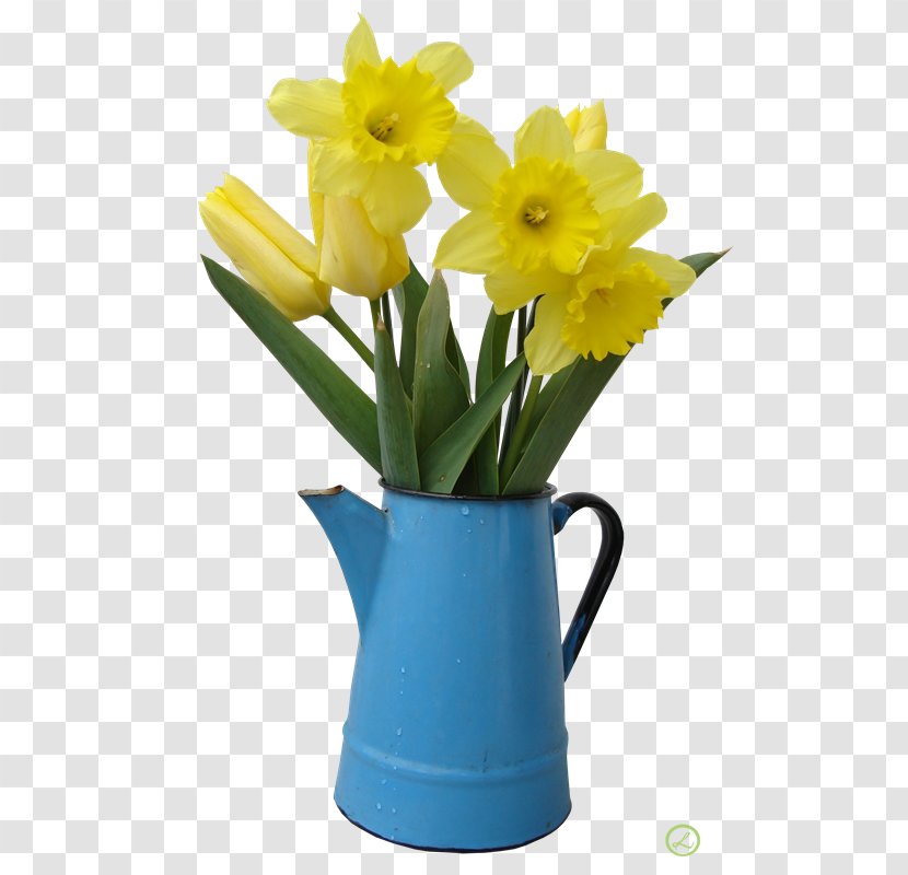 Daffodil Photography Flower Clip Art - Cut Flowers - Vitae Transparent PNG