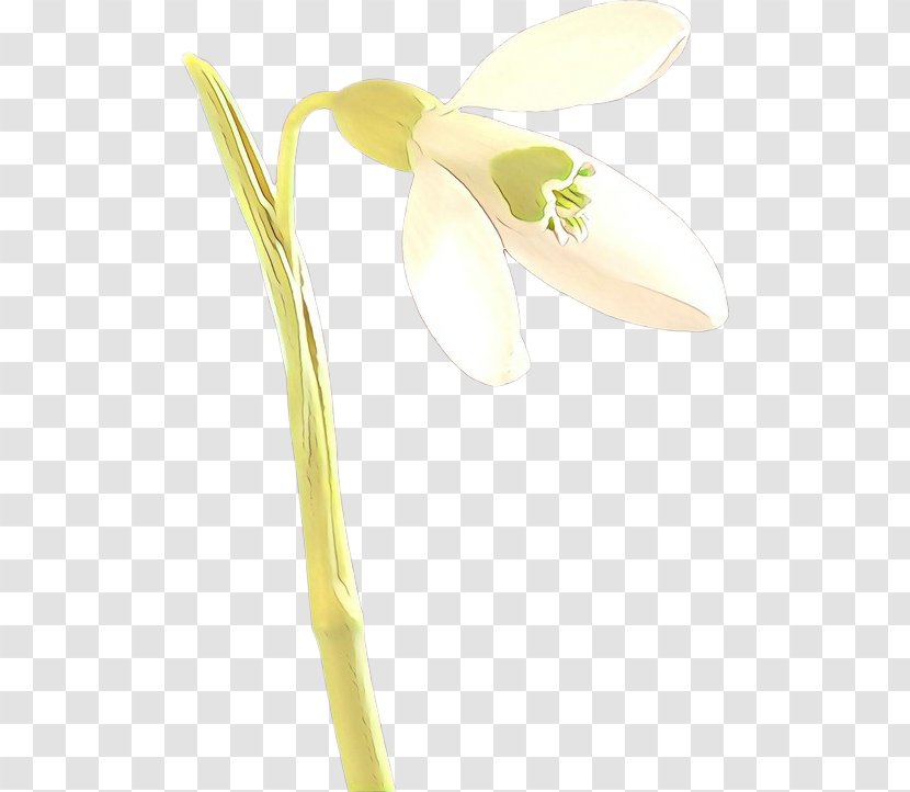 White Snowdrop Flower Plant Yellow - Arum Pedicel Transparent PNG