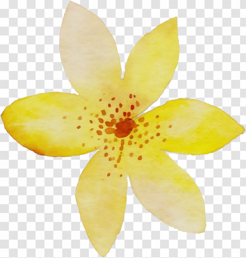 Petal Flower Yellow Plant Flowering - Wildflower Transparent PNG