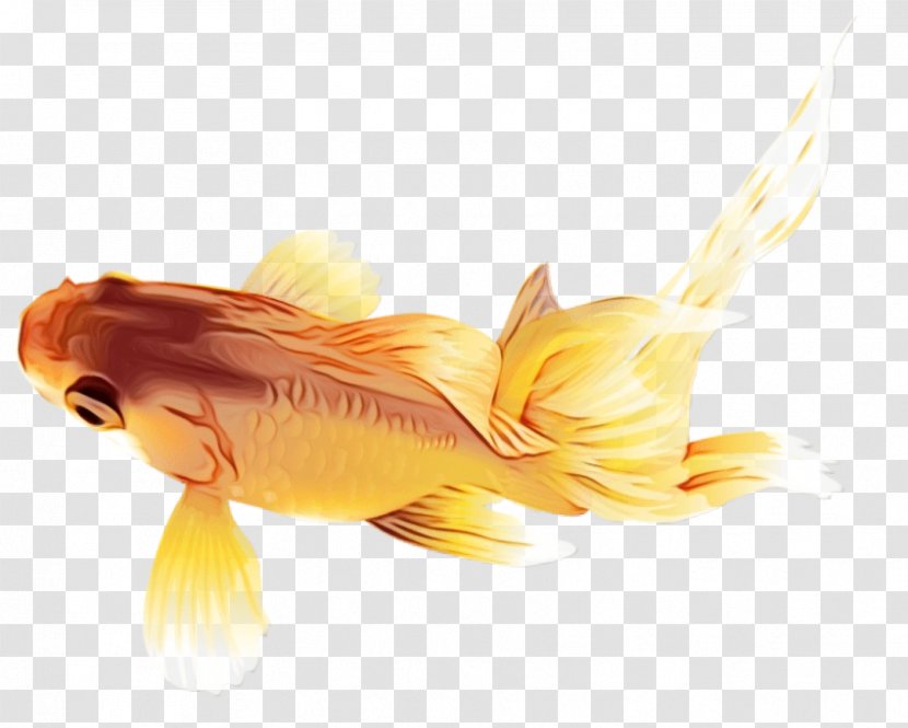 Fish Goldfish Yellow Fin - Bonyfish Koi Transparent PNG